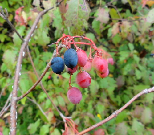 Viburnum lentago - Nannyberry Seeds
