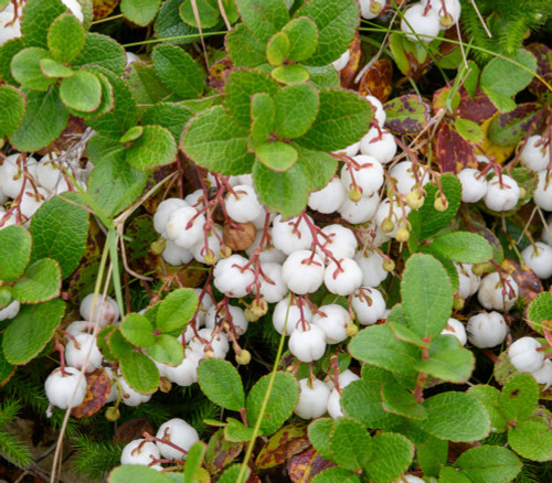 Gaultheria miqueliana - Japanese Spicy Wintergreen Seeds Gaultheria miqueliana - Japanese Spicy Wintergreen Seeds