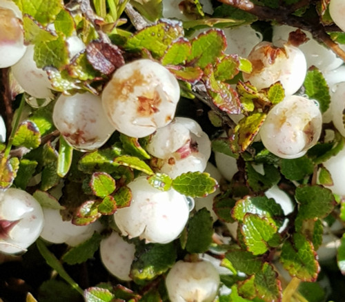 Gaultheria depressa - Mountain Snow Berry Seeds Gaultheria depressa - Mountain Snow Berry Seeds