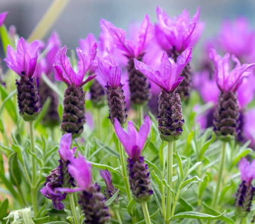Lavandula stoechas - French Lavender Seeds