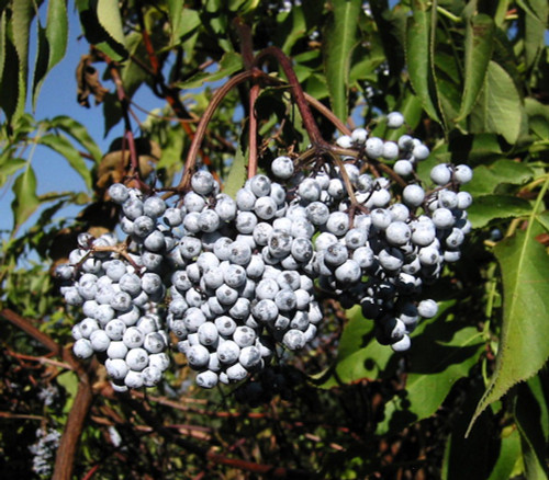 Sambucus caerulea - Blue Elderberry Seeds Sambucus caerulea - Blue Elderberry Seeds