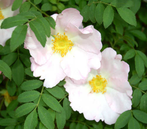 Rosa roxburghii - Sweet Chestnut Rose