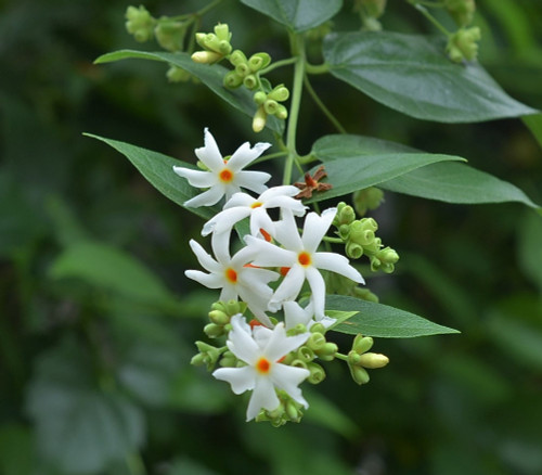 Nyctanthes arbor-tristis - Night Flowering Jasmine Seeds Nyctanthes arbor-tristis - Night Flowering Jasmine Seeds