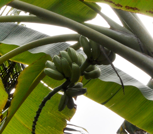 Musa Itinerans Burmese Blue Blue Banana 5 Seeds 