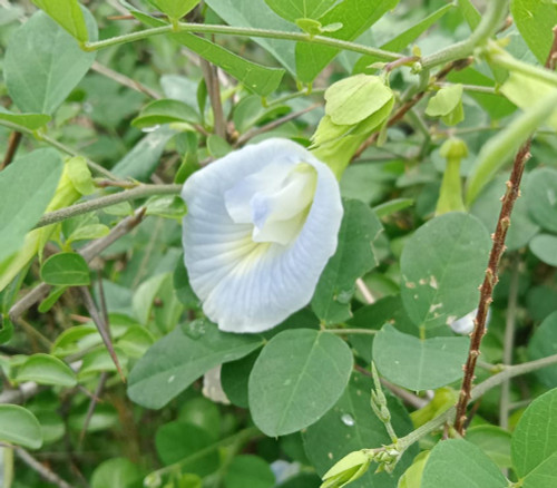Clitoria ternatea - Blue White Butterfly Pea Seeds Clitoria ternatea - Blue White Butterfly Pea Seeds