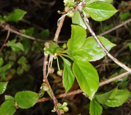 Schisandra sphenanthera - Five Flavor Fruit