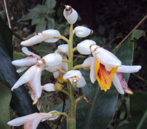 Alpinia malaccensis - Giant Shell Ginger Seeds