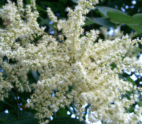 Rhus chinensis - Chinese Sumac Seeds