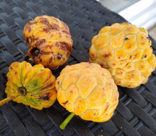 Annona parviflora - Beach Custard Apple Seeds Annona parviflora - Beach Custard Apple Seeds