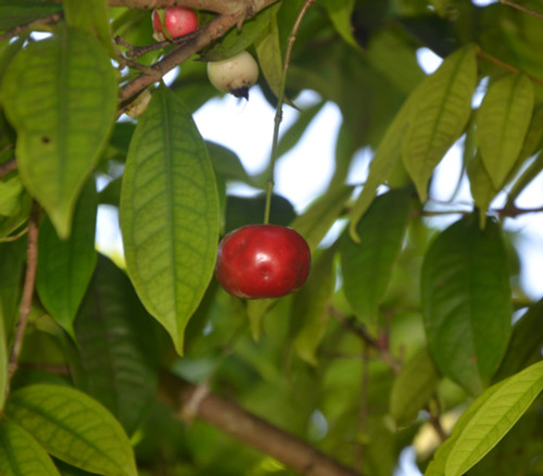 Syzygium tripinnatum - Hagis