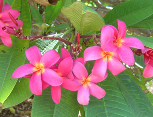Plumeria rubra - Red Plumeria Seeds Plumeria rubra - Red Plumeria Seeds