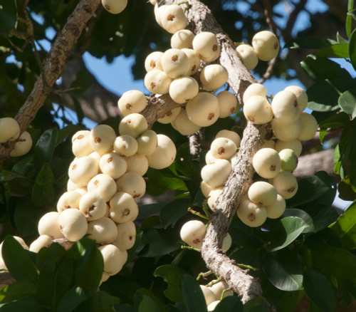 Syzygium moorei - Coolamon