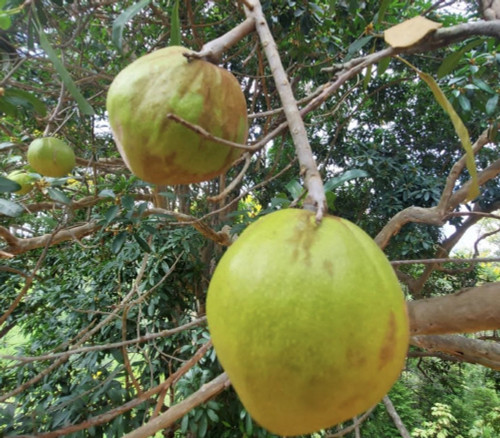Pouteria venosa - Aboirana Seeds Pouteria venosa - Aboirana Seeds