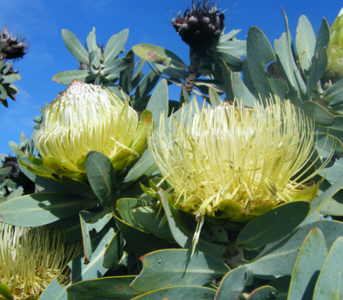 Protea nitida - Wagon Tree Seeds