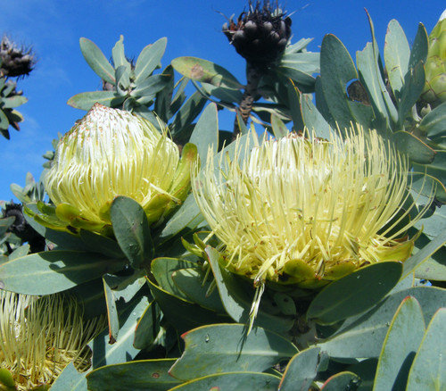 Protea nitida - Wagon Tree Seeds