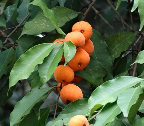 Eugenia beaurepaireana - Rambutan Uvaia Seeds