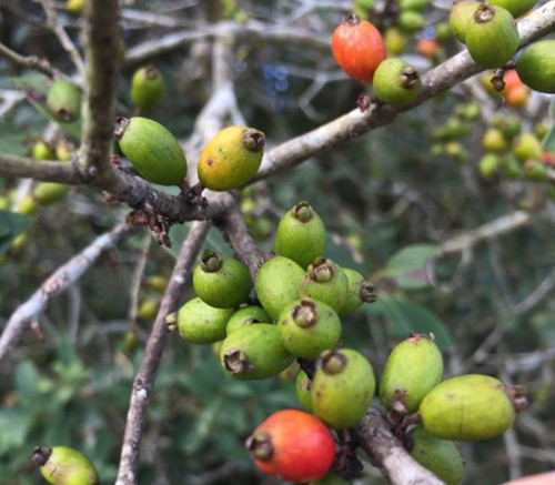 Eugenia uruguayensis - Guayabo Blanco Seeds