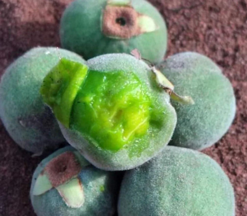 Eugenia langsdorffii - Green Pitanga Seeds