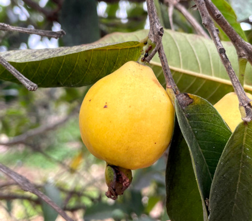 Psidium guajava - Hawaiian Pink Guava Seeds