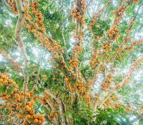 Plinia inflata - Mulchi Seeds