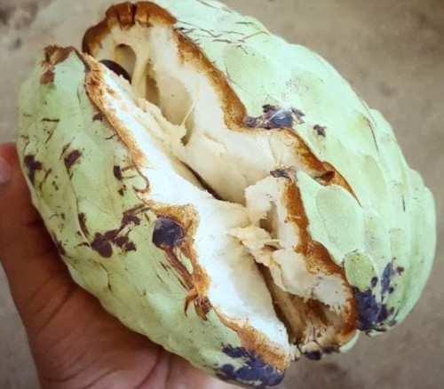 Annona macroprophyllata - White Ilama Seeds