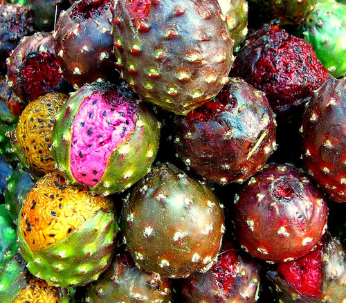 Stenocereus pruinosus - Gray Ghost Organ Pipe Cactus Seeds