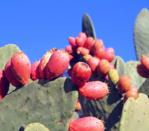 Opuntia ficus indica - Burbank Spineless Cactus Seeds