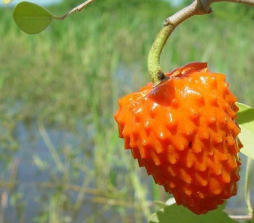 Annona cornifolia - Red Arachitchu Seeds