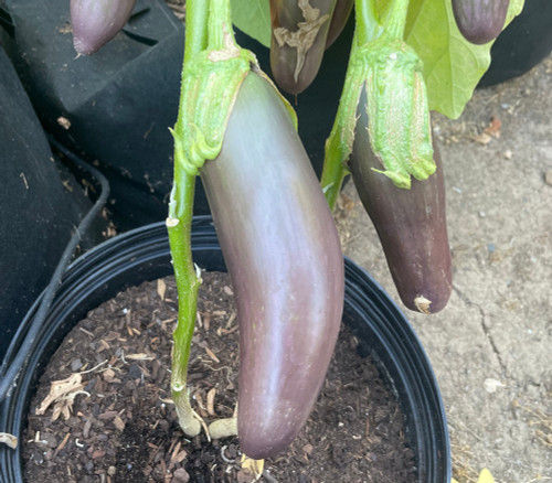 Blue Devil Eggplant Seeds