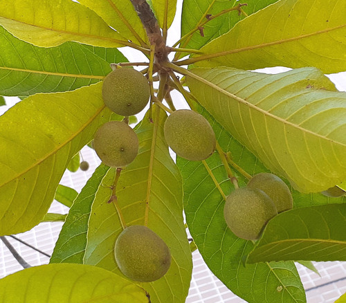 Canarium album - Chinese Olive Seeds