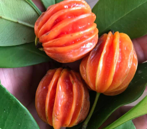 Eugenia multicostata - Araca Piranga Seeds