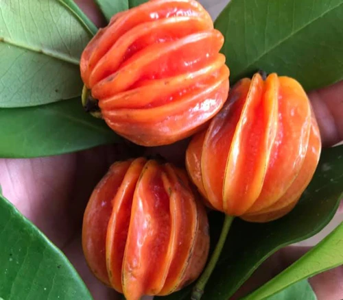 Eugenia multicostata - Araca Piranga Seeds