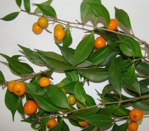Eugenia rostrifolia - Eugenia rostrifolia Seeds Eugenia rostrifolia - Eugenia rostrifolia Seeds