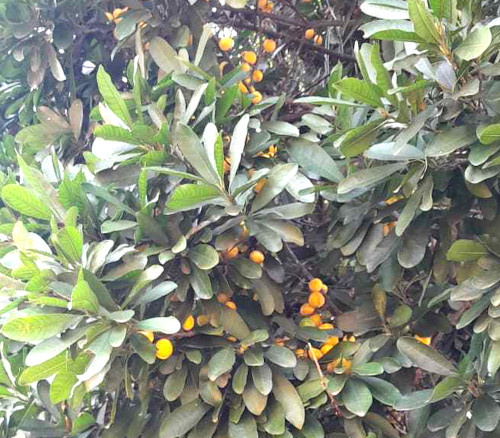 Chrysophyllum viride - Sweet Aguai Seeds Chrysophyllum viride - Sweet Aguai Seeds