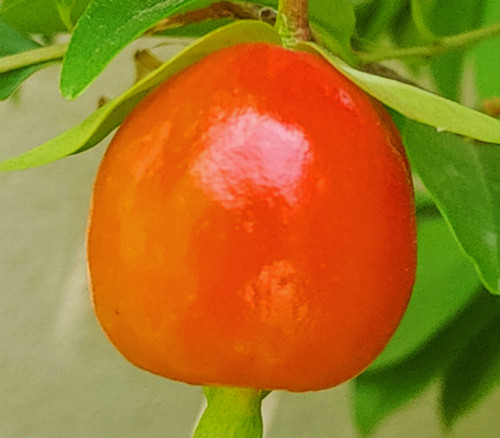 Eugenia involucrata - Orange Cherry of the Rio Grande