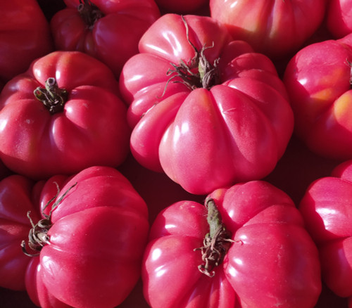 Tiffen Mennonite Tomato Seeds Tiffen Mennonite Tomato Seeds