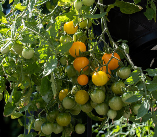Tumbling Tom Tomato Seeds