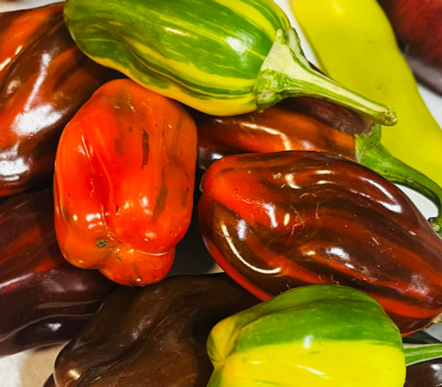 Candy Cane Chocolate Cherry Pepper Seeds