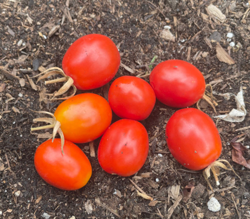 Madagascar Tomato