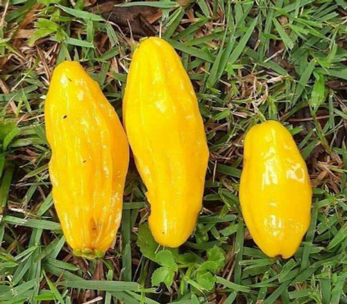 Eugenia anthropophaga - Banana Pitanga Seeds Eugenia anthropophaga - Banana Pitanga Seeds