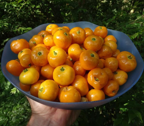 Eugenia squamiflora - Uvaia de Joinville Seeds Eugenia squamiflora - Uvaia de Joinville Seeds