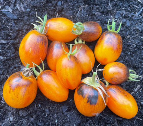 Multi-color, Bi-color and Striped Tomato Seeds