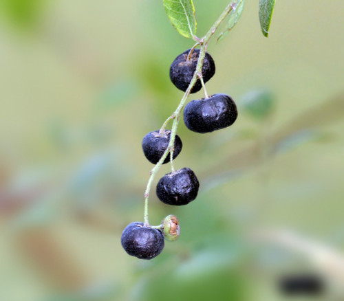 Phyllanthus reticulatus - Black Honey Shrub Seeds