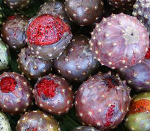Stenocereus stellatus - Organ Pipe Cactus Rojo Seeds