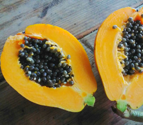 Carica papaya - Mango Papaya Seeds Carica papaya - Mango Papaya Seeds