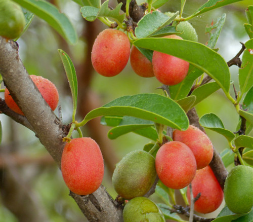 Ximenia caffra - Sourplum Seeds Ximenia caffra - Sourplum Seeds