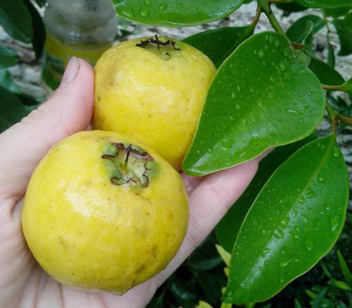 Psidium robustum - Araza Grande