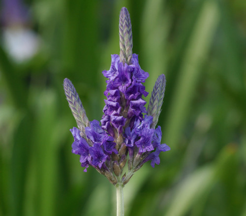 Lavandula multifida - Fernleaf Lavender