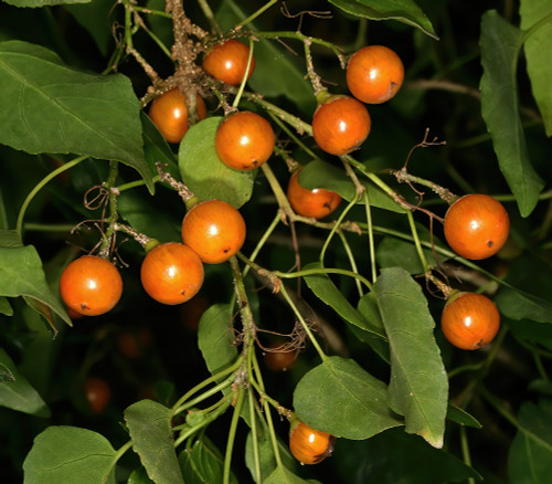Cordia caffra - Septee Saucer Berry Seeds