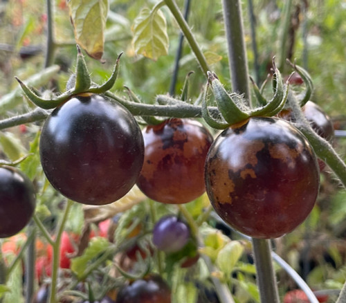 Bosque Blue Tomato Seeds Bosque Blue Tomato Seeds